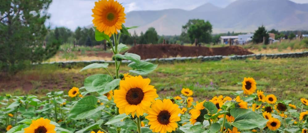 Assortment of sunflowers in Flagstaff, AZ
