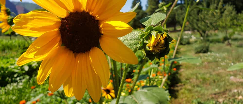 Open sunflower with bud in background.