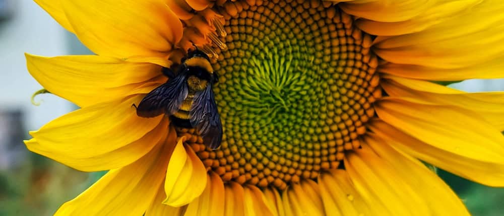 Closeup of a bumblebee on a sunflower.
