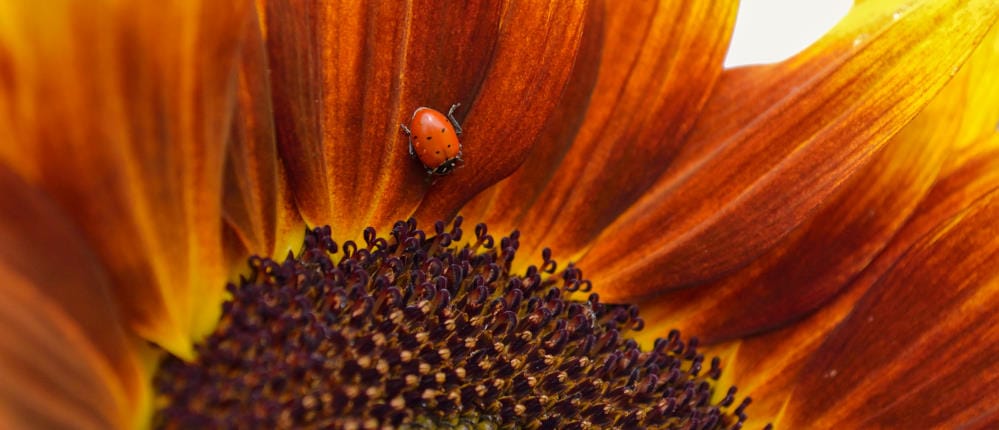 Closeup picture of a ladybug inside a sunflower.