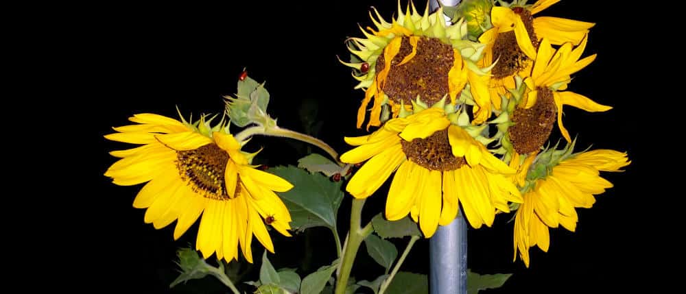 Night time picture of sunflowers with beetles.