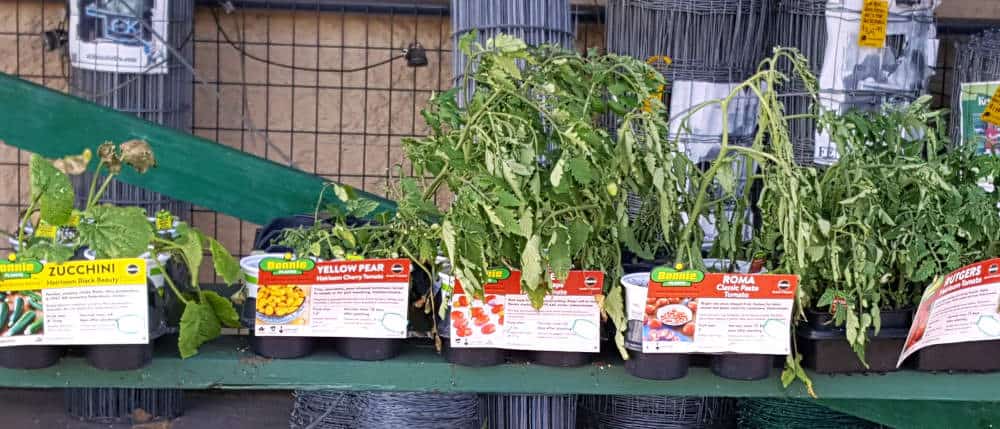 Big box store plants wilting in the heat.