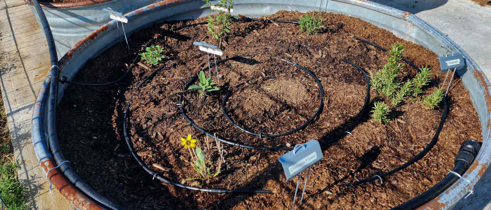Drip system in a large planter bed.