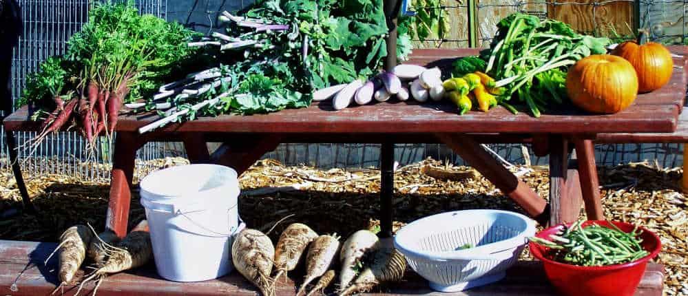 Fall vegetable and herb harvest.