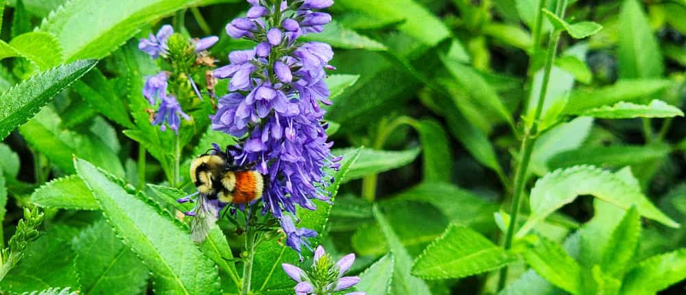 Bee on Hyssop Bee on Hyssop
