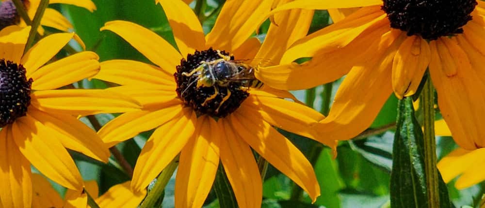 Bee on Rudbekia Bee on Rudbeckia flowers