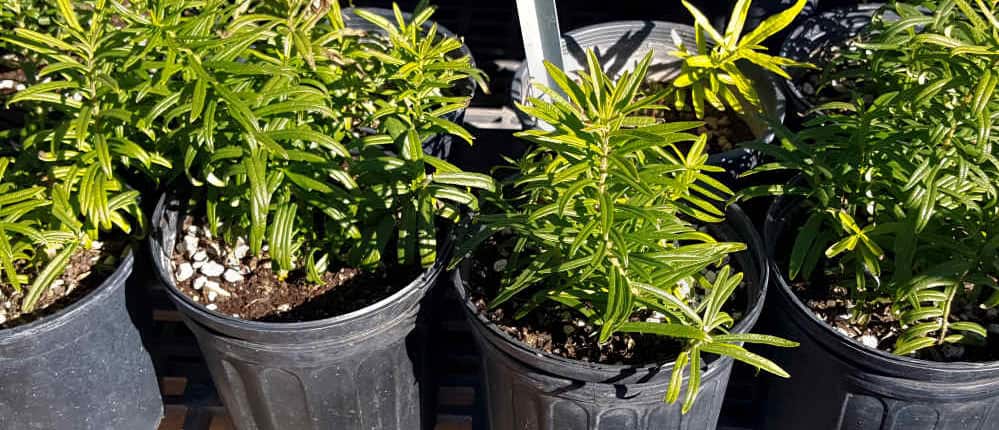 Butterfly milkweed seedlings in containers