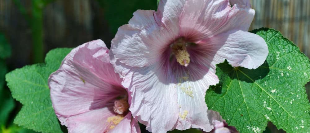 Hollyhock Hollyhock flowers