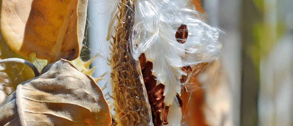 Milkweed pod open with seeds and floss.