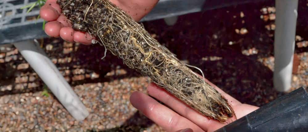 Milkweed seedling roots from a conetainer