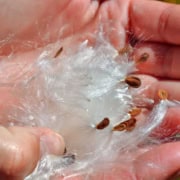 Milkweed seeds and floss in hands