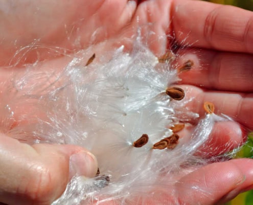 Milkweed seeds and floss in hands