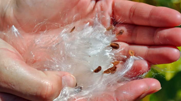 Milkweed seeds and floss in hands