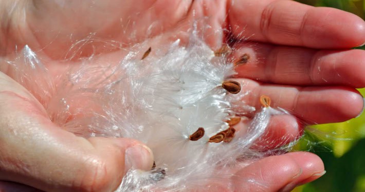 Milkweed seeds and floss in hands