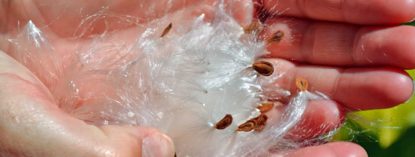 Milkweed seeds and floss in hands