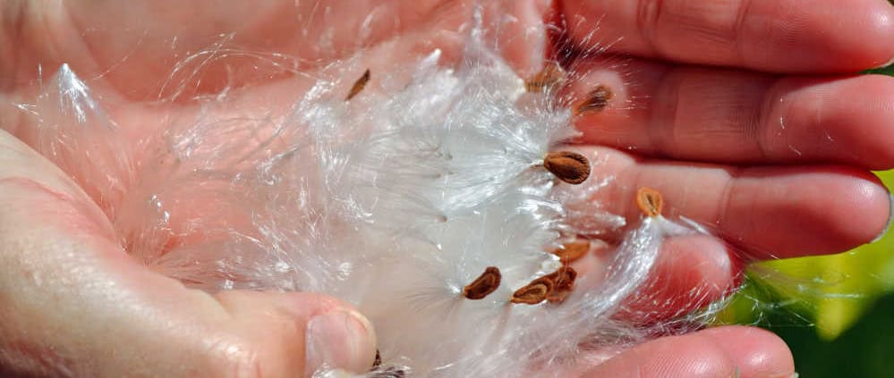 Milkweed seeds and floss in hands