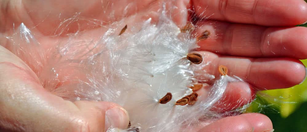 Milkweed seeds and floss in hands