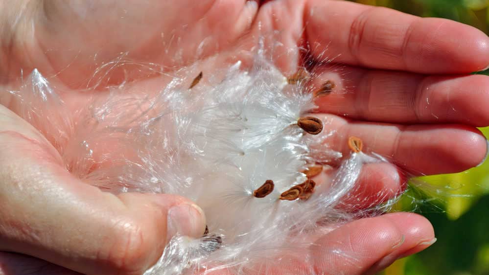 Milkweed seeds and floss in hands