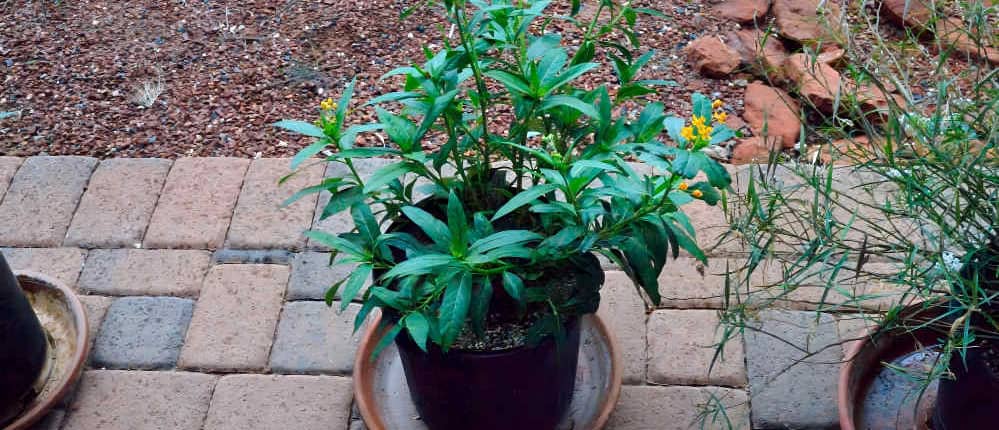 Milkweed growing in a container
