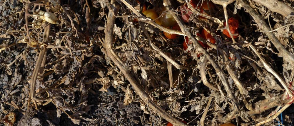 Old tomato plant with fruit and debris.