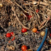 Old tomato plants with fruit and debris in garden bed.