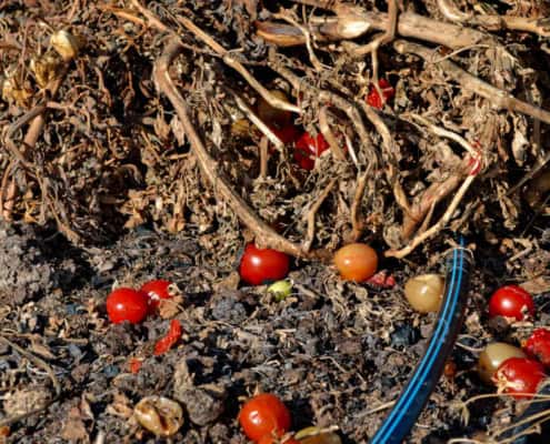 Old tomato plants with fruit and debris in garden bed.