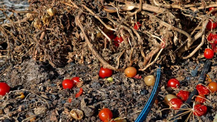Old Tomato Plants Old tomato plants with fruit and debris in garden bed.