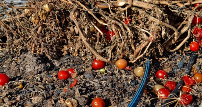 Old tomato plants with fruit and debris in garden bed.