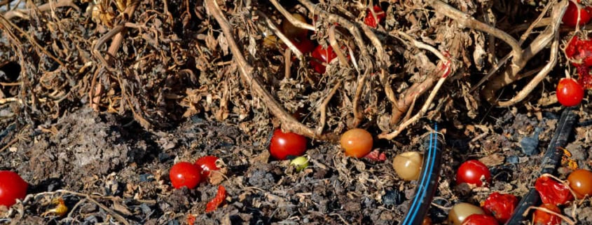 Old tomato plants with fruit and debris in garden bed.