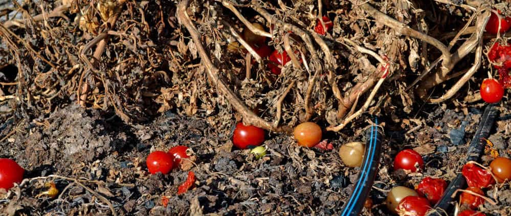 Old tomato plants with fruit and debris in garden bed.