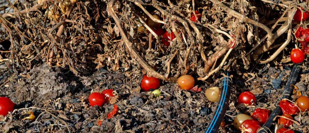 Old tomato plants with fruit and debris in garden bed.