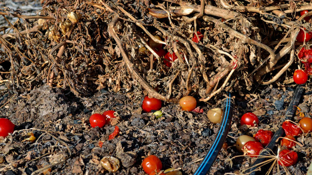 Old tomato plants with fruit and debris in garden bed.