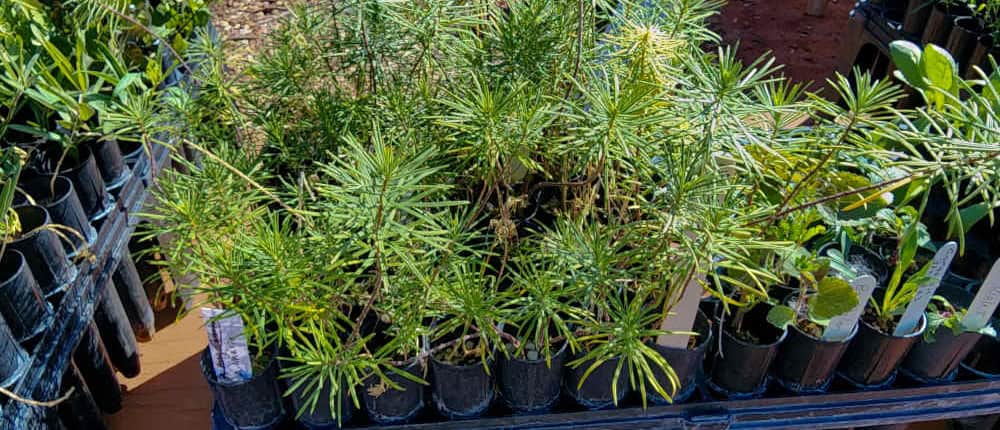 Pineneedle milkweed seedlings in Conetainers