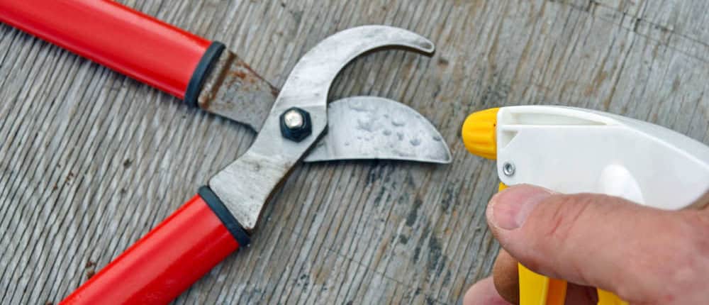 Sanitizing pruners with Isopropyl alcohol.