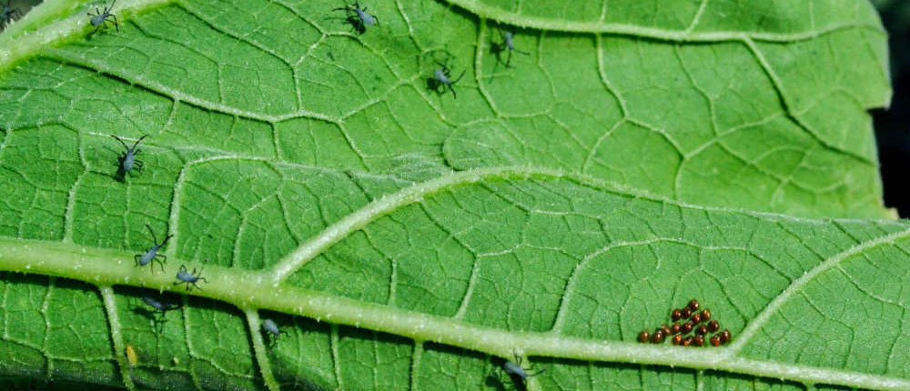 Squash bugs and eggs on underside of pumpkin leaf.
