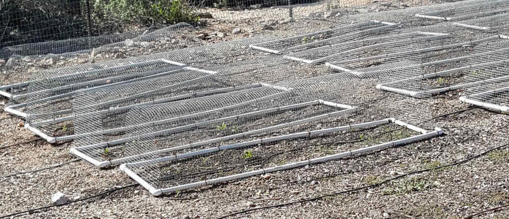 Wire frames protecting milkweed seedlings
