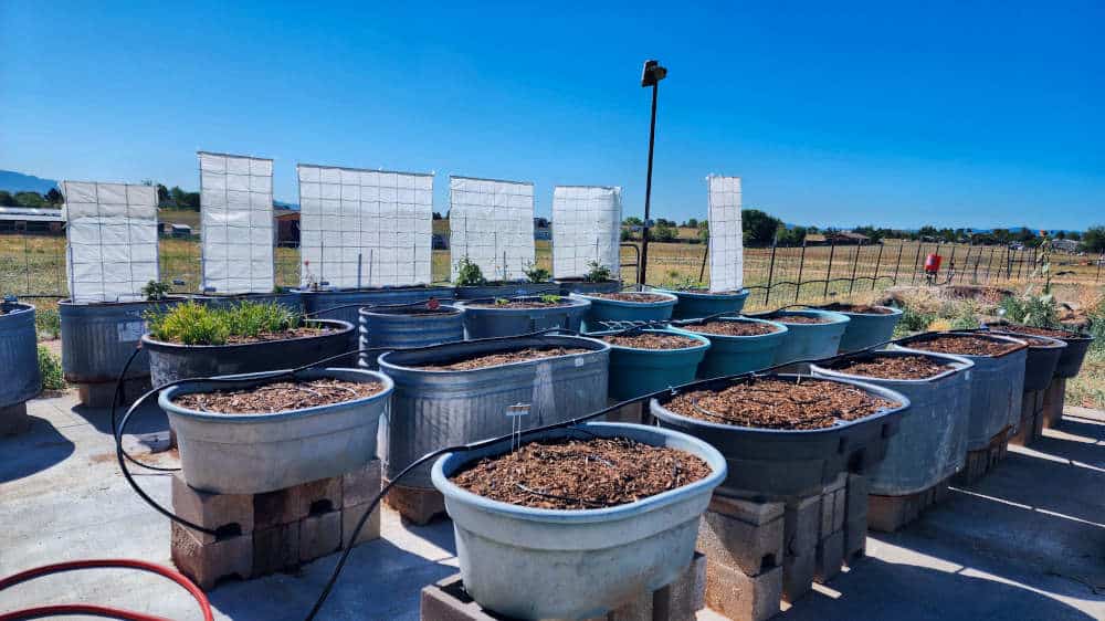 A wide-angle photograph of the Terroir Seeds container garden, featuring multiple 50-gallon galvanized steel and blue plastic stock troughs raised on cinder blocks on a concrete patio. Black irrigation lines and vertical white trellis structures are visible under a clear blue sky.